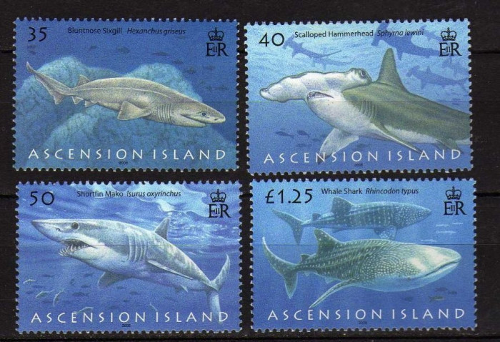 Ascension, fauna marina, rechini, 2008, MNH