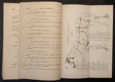 rara V. GHETIE &amp;ndash; ANATOMIE VETERINARA COMPARATA Ghid Lucrari Practice Animale Domestice 225pag +planse, 74 figuri Zootehnie Tehnica Disectiei Veterinar foto
