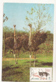 CA9 -Carte Postala- Gradina Zoo Bucuresti , Strutul African ,circulata 1979