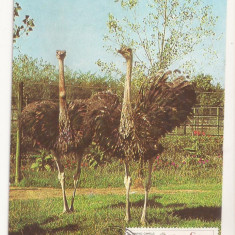 CA9 -Carte Postala- Gradina Zoo Bucuresti , Strutul African ,circulata 1979