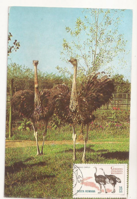 CA9 -Carte Postala- Gradina Zoo Bucuresti , Strutul African ,circulata 1979 foto