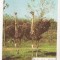 CA9 -Carte Postala- Gradina Zoo Bucuresti , Strutul African ,circulata 1979