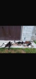 Adoptie pisicute sterilizate, #1 All Systems