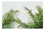 Tablou Canvas Natură Tropicală Frunze Palmieri Verde Cer Atmosferă, 39 x 26 cm, CMCLASS