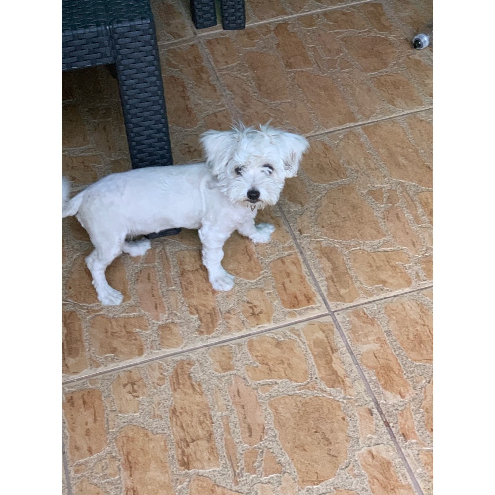 Bichon havanez arhiva Okazii.ro