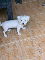 Bichon havanez foto