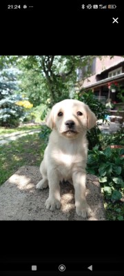 Puiuțe Labrador foto