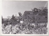 Bnk foto - Cluj - Gradina botanica - anii `70, Alb-Negru, Romania de la 1950, Cladiri