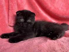 Pisoiaș de Elită, rasă pură Scottish Fold, cu Pedigree - poze reale