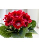 Gloxinia Defiance 1 Bulb, Vrac, Oem