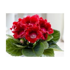 Gloxinia Defiance 1 Bulb, Vrac