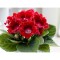 Gloxinia Defiance 1 Bulb, Vrac