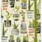 Watercolor Succulents Journal (Diary, Notebook)