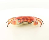 Caseta crab din fonta rosie HA-19