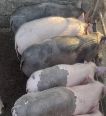Purcei de vanzare foto