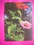 HOPCT 11480 CARCIUMARESE -CP FELICITARE FLORI- ROMANIA-NECIRCULATA