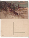 Ilustrata animale -iepuri-vanatoare, Circulata, Printata