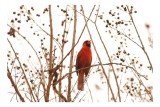 Tablou Canvas, "Cardinalul c&acirc;nt&acirc;nd printre crenguțe uscate", Cardinal, Ramuri, Frunze, Cer, Natura, 39 x 26 cm, CMCLASS