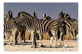 Tablou Canvas, "Zebrele savanei sub soarele fierbinte", Zebre, Dungile, Grup, Safari, Savana, Natura, Wildlife, Africa, Soare, Peisaj, 39 x 26 cm, CMC