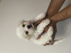 Pui Maltipoo
