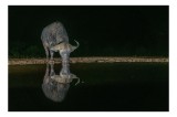Tablou Canvas, "Bufalo la adăpat sub clar de lună", Bufalo, Reflecție, Apă, Noapte, Natură, Sălbăticie, Liniște, Mister, &Icirc;ntuneric, Serenitate, 39 x 2