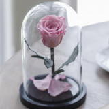 Trandafir Criogenat XL roz pal &Oslash;6,5cm in cupola 10x20cm