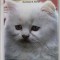 PERSIAN CATS by EDWARD E. ESARDE , 1988