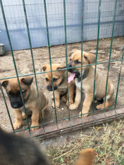 catei ciobanesc malinois foto