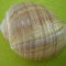 Scoica oceanica 2