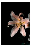 Tablou Canvas, "Lilia &icirc;n &icirc;ntunericul tăcerii liniștitoare", Floare, Delicatețe, Contrast, Eleganță, Petale, &Icirc;ntuneric, Strălucire, Mister, Frumusețe,