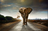 Fototapet de perete autoadeziv si lavabil Drumul elefantilor, 220 x 135 cm