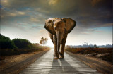 Tablou canvas Drumul elefantilor, 75 x 50 cm