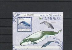 Fauna,balene,Comore. foto
