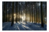 Tablou Canvas, "Lumina dimineții &icirc;n pădurea de iarnă", Copaci, Lumină, Umbre, Zăpadă, Pădure, Răsărit, Tranquilitate, Natură, 39 x 26 cm, CMCLASS