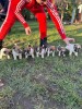 V&acirc;nd pui fox-terrier s&acirc;rmos talie mică, Pedigree