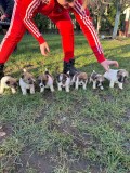 V&acirc;nd pui fox-terrier s&acirc;rmos talie mică, Pedigree