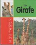 La Girafe - Girafa (lb. franceza), 2001