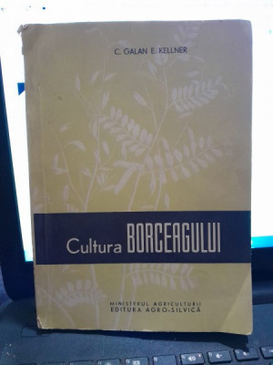 Cultura Borceagului,C. Galan E. Kellner foto