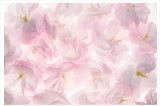 Fototapet Flori de Cires