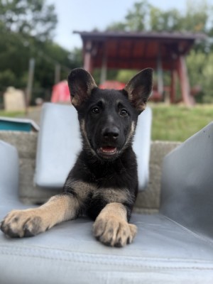 Catel ciobănesc german foto
