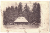 5505 - LAPUSNA, Mures, Litho, Romania - old postcard - used