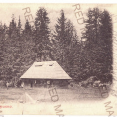 5505 - LAPUSNA, Mures, Litho, Romania - old postcard - used