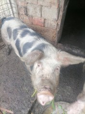 Vand Porci foto