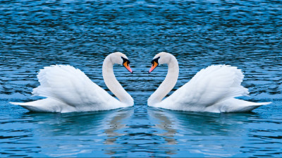 Fototapet de perete autoadeziv si lavabil Lebede pe lac, 350 x 200 cm foto