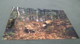 CARTE POSTALA MUZEUL DEVA -PARCUL NATIONAL RETEZAT FAGET DIN VALEA ZLATUII NECIRCULATA, Circulata, Fotografie