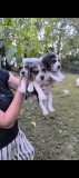 Catei Beagle Suceava