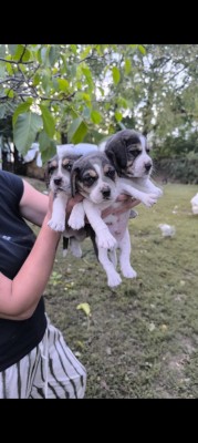 Catei Beagle Suceava foto