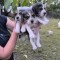 Catei Beagle Suceava
