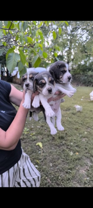 Catei Beagle Suceava