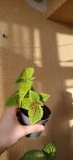 Plante de apartament deosebite